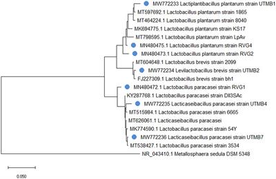 Probiotic and functional potential of lactic acid bacteria isolated from pulque and evaluation of their safety for food applications